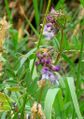 Grahorica Vicia sepium