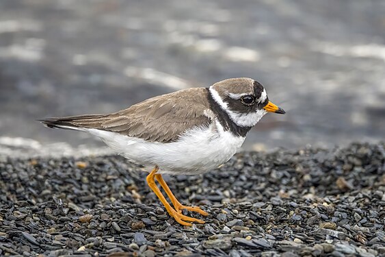 Common ringed plover by Charles J. Sharp