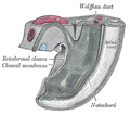 Tail end of human embryo from fifteen to eighteen days old.