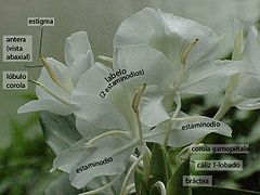 Hedychium coronarium. 4 estaminodios petaloideos y un único estambre, acanalado en la vista adaxial, abrazando al estilo, se observa el estigma al finalizar la antera. Normalmente el labelo cae hacia el lado ventral (el más cercano al suelo).