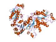 2ax4: Crystal structure of the kinase domain of human 3'-phosphoadenosine 5'-phosphosulphate synthetase 2