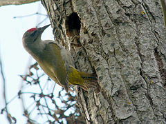 Vue d'un oiseau verdâtre à tête partiellement rouge posé verticalement sur un tronc d'arbre