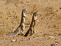 Image 6 Cape ground squirrel Photograph credit: Hans Hillewaert The Cape ground squirrel (Xerus inauris) is a medium-sized rodent native to South Africa, Namibia and Botswana. They live in social groups of up to three adult females and several sub-adults. The species mainly inhabits arid or semi-arid areas, preferring velds and grasslands with compact soil, and can also be found in scrub, on floodplains and in agricultural areas. Males live independently, only joining groups when there is a female in estrus. Ever alert to danger, they can drive off predators such as snakes by engaging in mobbing behavior. This picture shows two Cape ground squirrels photographed in the Namib desert near Solitaire, Namibia. More selected pictures