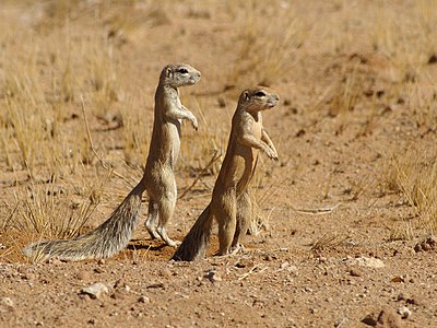 Kemiriciler takımından sincapgiller familyasına ait Xerus inauris (Solitaire, Namibya) (Üreten: Lycaon)