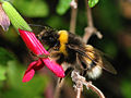 Image 36Bumblebee collecting nectar