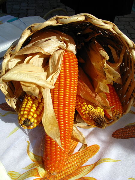 File:Corncobs Italy.JPG