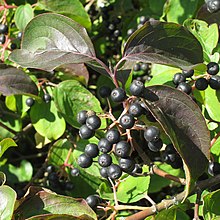 Cornus sanguinea 4 RF.jpg