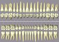 Tooth chart - International tooth numbering