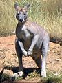 antilopine kangaroo