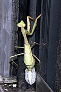 產卵中的卡羅萊納螳螂（英语：Carolina mantis）（Stagmomantis carolina）。