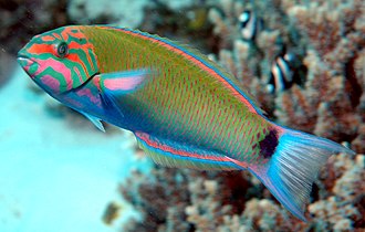 Thalassoma lunare