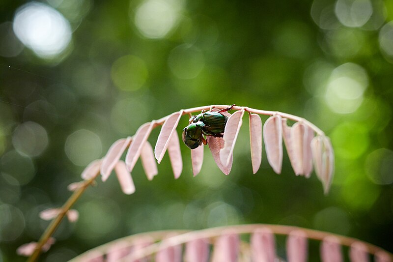 File:Two insects.jpg