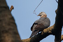 Columba pulchricollis