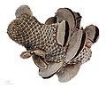 * Nomination seeds of Banksia menziesii - graines de Banksia de Menzies --Ercé 17:51, 12 March 2013 (UTC) * Promotion Good work and QI. --JLPC 18:07, 12 March 2013 (UTC)