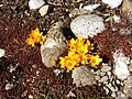 Crocus vernus cultivar