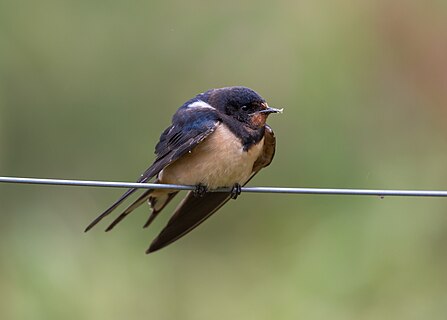 A juvenile barn swallow at Ormož Basins nature reserve, Slovenia. The bird is fluffed and weak due to low temperatures that arrived with storm Boris which blocked the migration route.