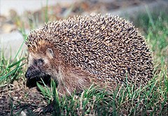 European hedgehog