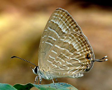 Jamides celeno (Common Cerulean)