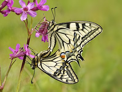 Papilio machaon(Old World Swallowtails), mating