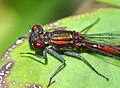 head and thorax, female