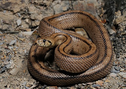 Rhinechis scalaris (Ladder Snake)