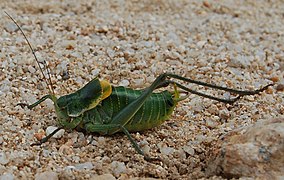 Polysarcus denticauda.