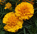 * Nomination Tagetes_erecta --Rjcastillo 22:42, 6 August 2013 (UTC) * Promotion Good quality. --Tuxyso 06:41, 7 August 2013 (UTC)