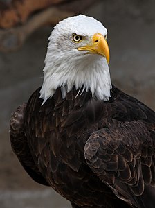 Bir Kel kartal (Haliaeetus leucocephalus). "Ak başlı kartal" ya da "beyaz başlı kartal" adlarıyla da bilinen kel kartal, Kuzey Amerika'da yaşar ve ABD'nin simgesi olarak kullanılır. (Üreten:AngMoKio)