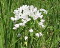 Allium neapolitanum