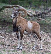 Mouflon d'Arménie.