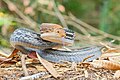 radiated ratsnake