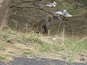 Red fox near Rifugio Sapienza