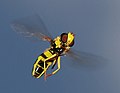 Image 4Hoverfly (Philhelius pedissequum) has indirect flight musculature. (from Insect flight)