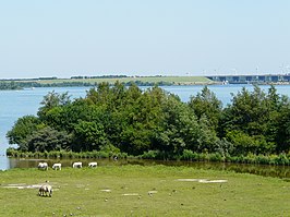 Natuurgebied Hellegatsplaten