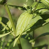 4稜条がある茎と卵状楕円形の茎葉