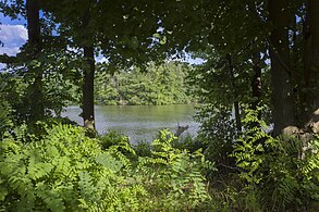 Mittlerer Senftenhofsee, mit Insel (in der Mitte)