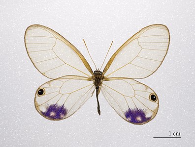 Cithaerias andromeda subsp. esmeralda (Andromeda Satyr)