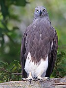 Lesser Fish Eagle