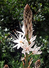 Inflorescencia indeterminada de flores lilioides en Asphodelus.