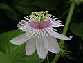 Passiflora foetida