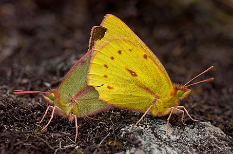 ♀ ♂ Colias dimera (Dimera Sulphurs), mating