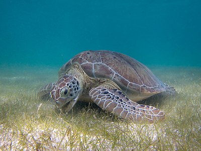 Chelonia mydas (Green Sea Turtle)