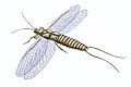 Image 12Mazothairos, a Carboniferous member of the now extinct order Palaeodictyoptera. (from Evolution of insects)