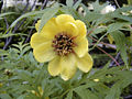 Paeonia delavayi