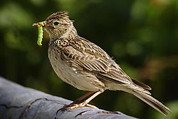 Eurasian Skylark (Alauda arvensis)