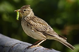 Dirvinis vieversys (Alauda arvensis)