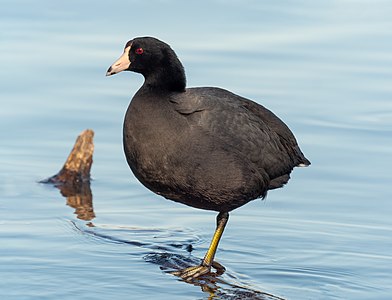 American coot in Prospect Park (06152)