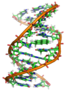 DNA adduct of a mutagen from tobacco smoke