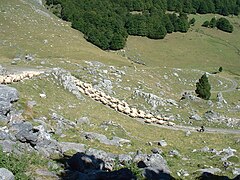 Transhumance dans le Parc national des Pyrénées, en 2006.