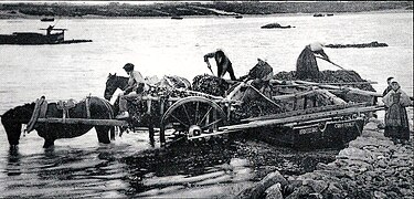 Goémoniers à bord d'un bateau du Conquet vers 1930.